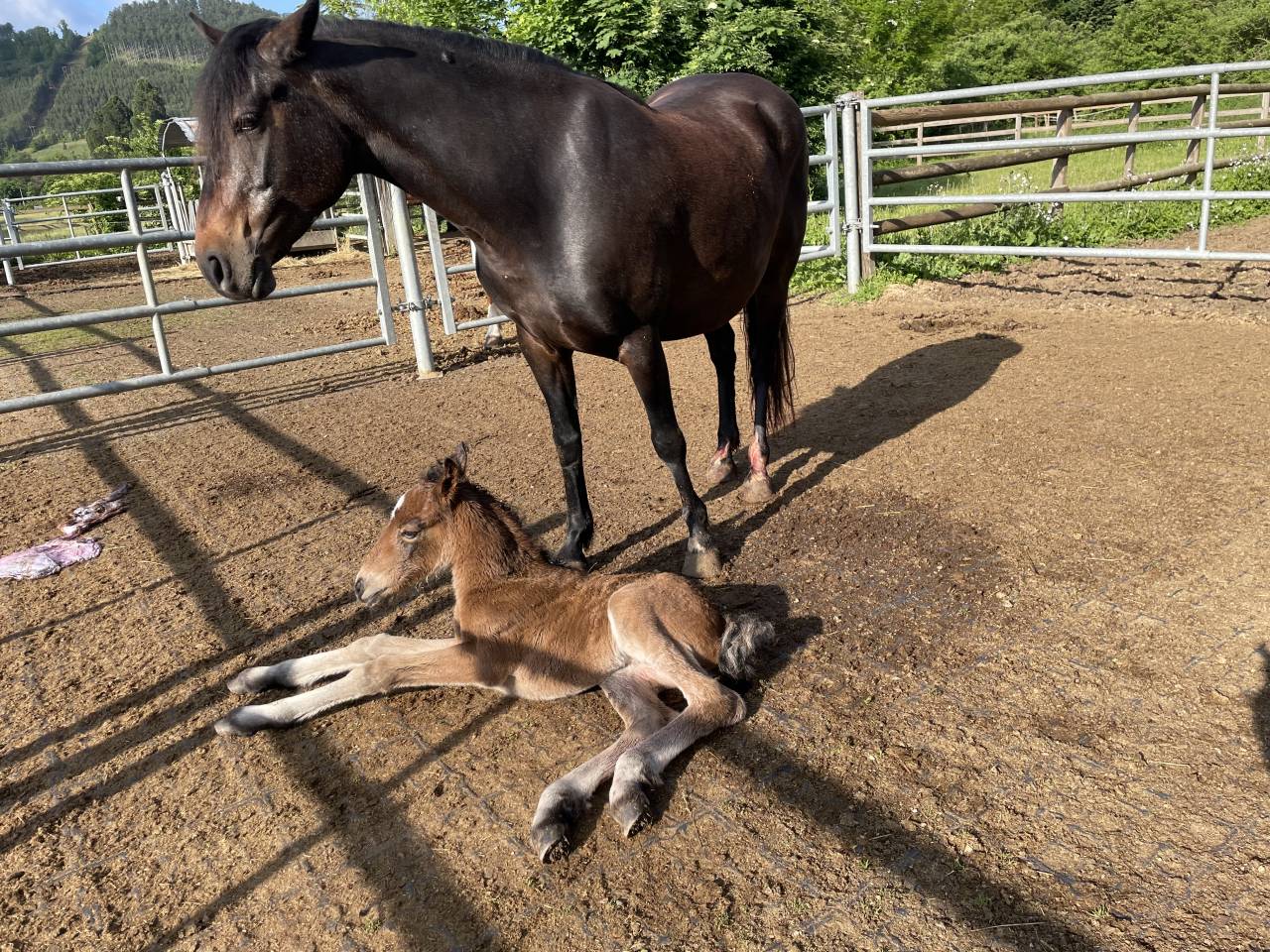 Broodmare Connemara For sale 2019 Bay