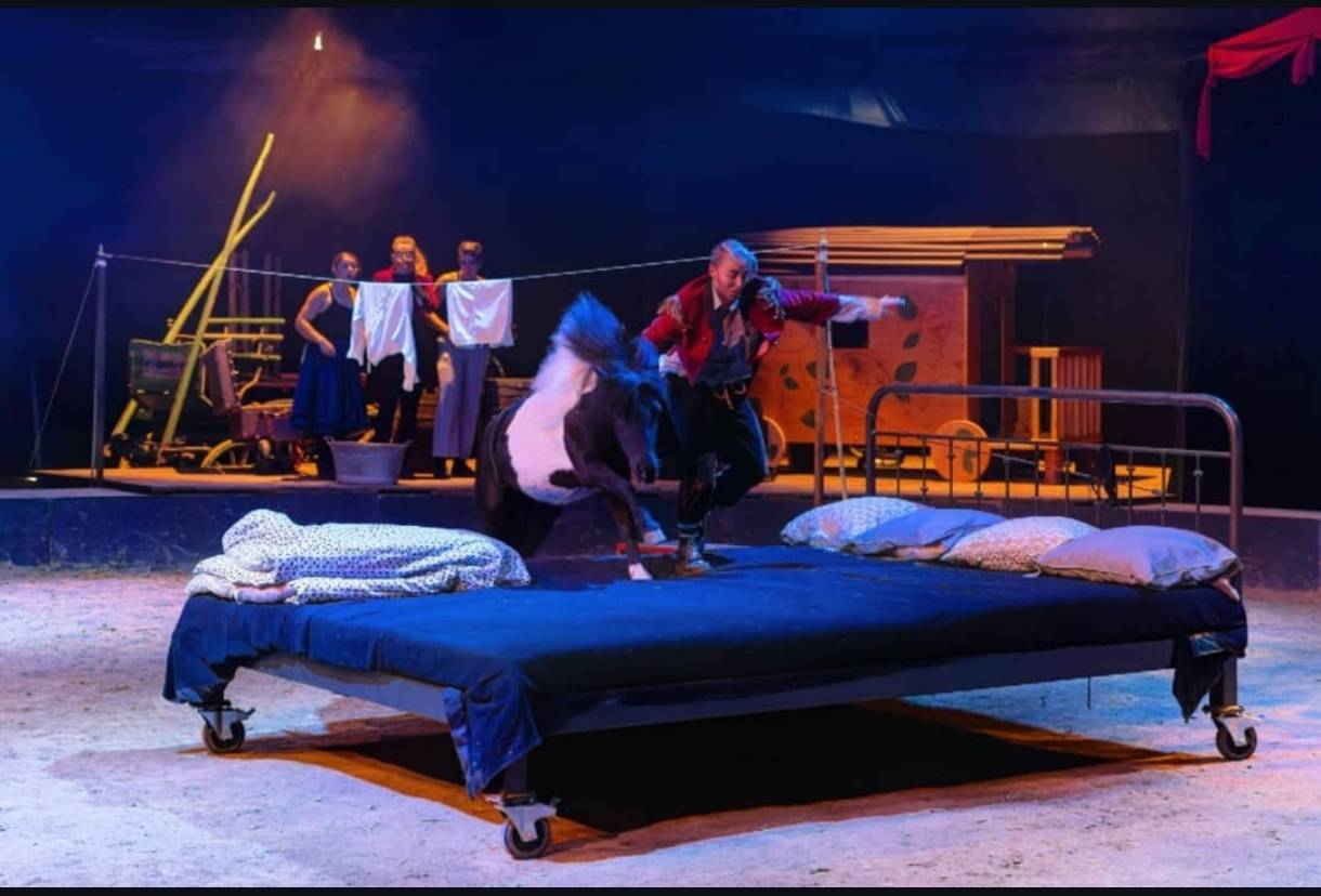 Gelding No Origin Recorded For sale 2015 Coloured