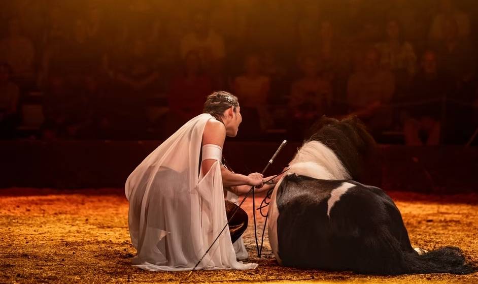 Gelding No Origin Recorded For sale 2015 Coloured