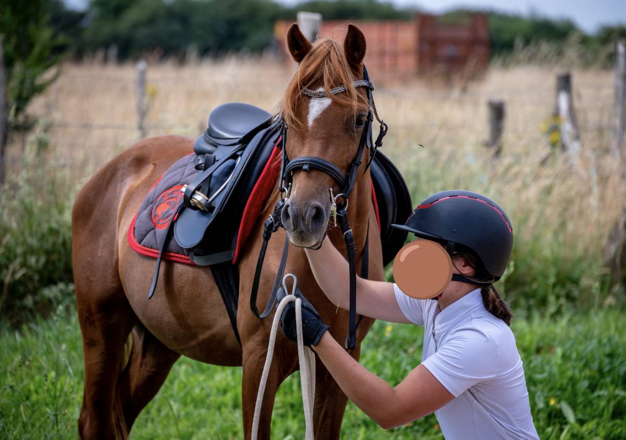 Entire Welsh Pony (Section B) For sale 2022 Chesnut