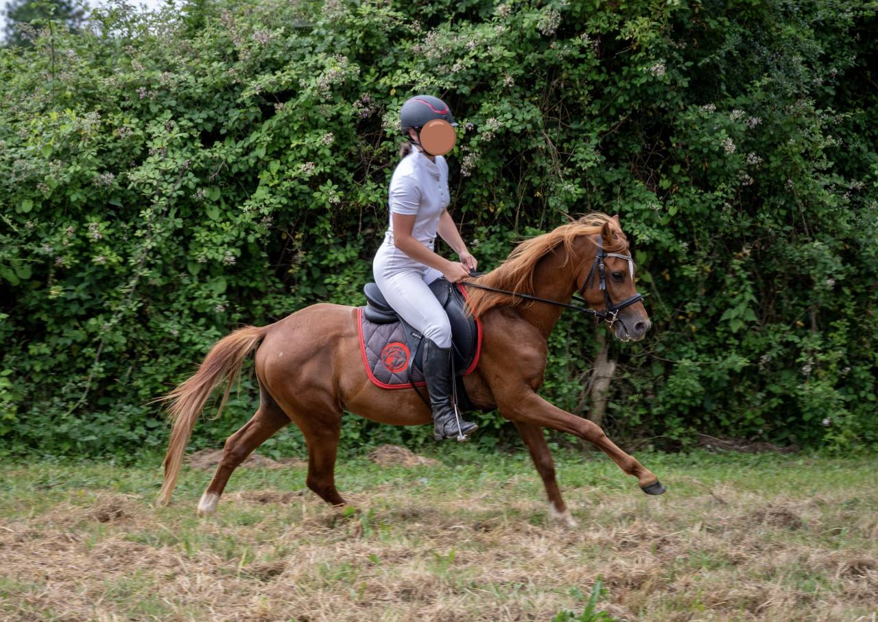 Entire Welsh Pony (Section B) For sale 2022 Chesnut