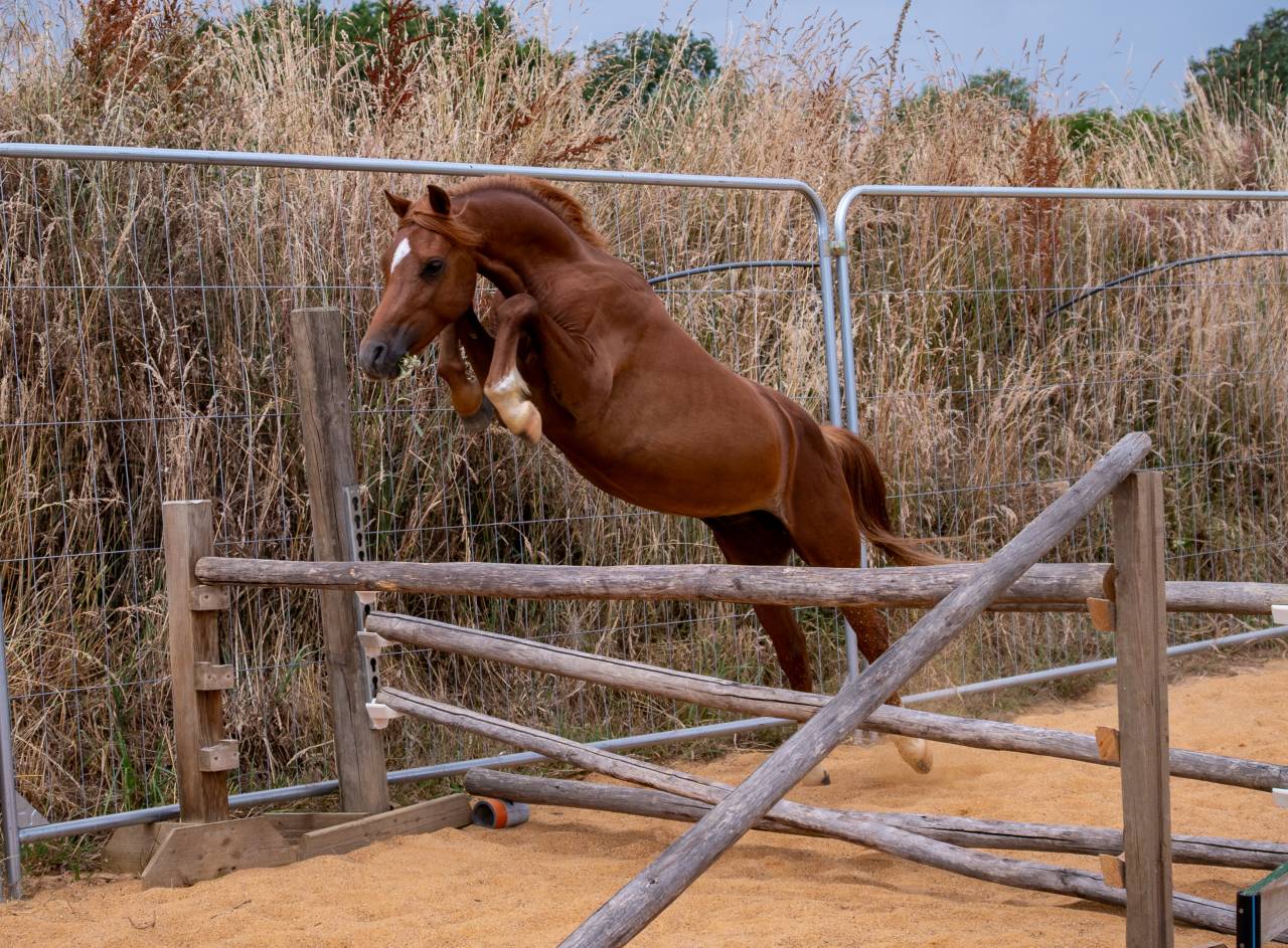 Entire Welsh Pony (Section B) For sale 2022 Chesnut