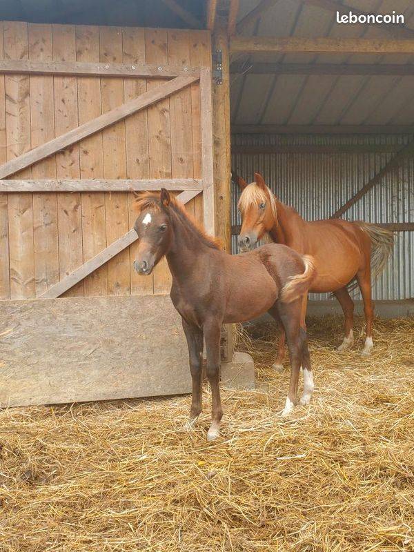 Colt Welsh Pony (Section B) For sale 2025 Chesnut