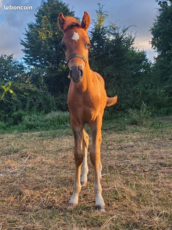 Colt Welsh Pony (Section B) For sale 2025 Chesnut