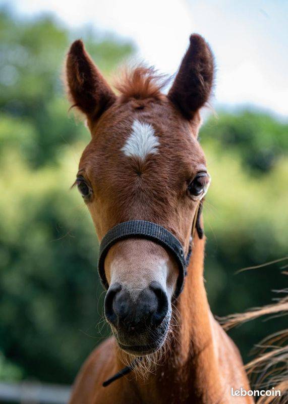 Colt Welsh Pony (Section B) For sale 2025 Chesnut