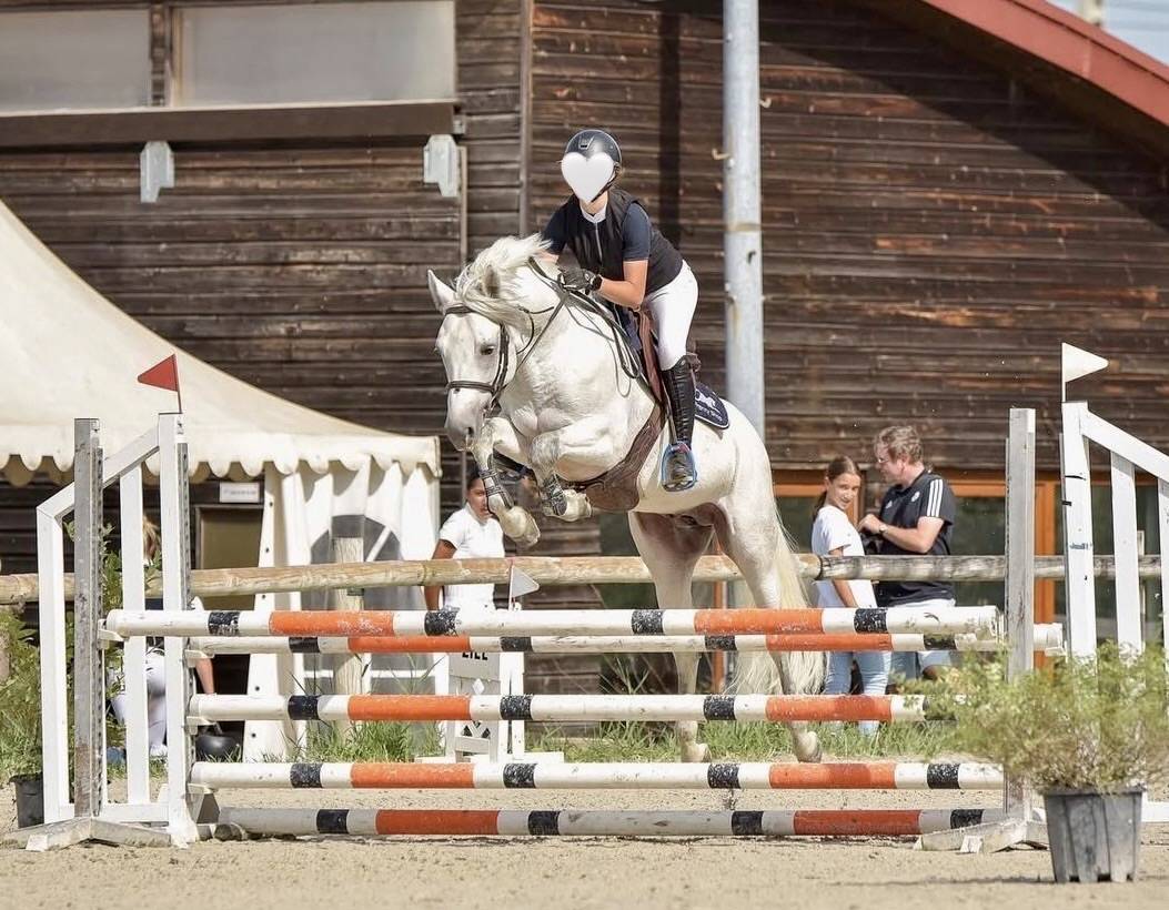 Gelding Connemara For sale 2017 Grey