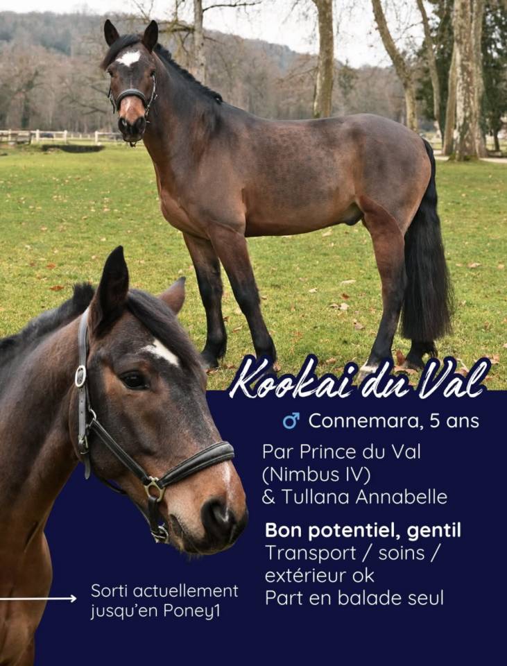 Gelding Connemara For sale 2020 Bay