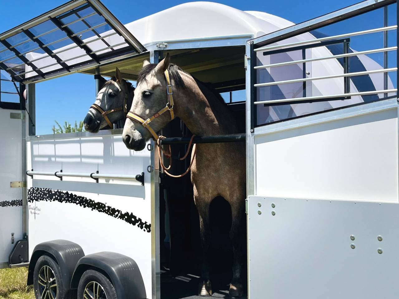 Horse trailer Bonilla B6 Diagonal 2 2 Stalls 2026 New