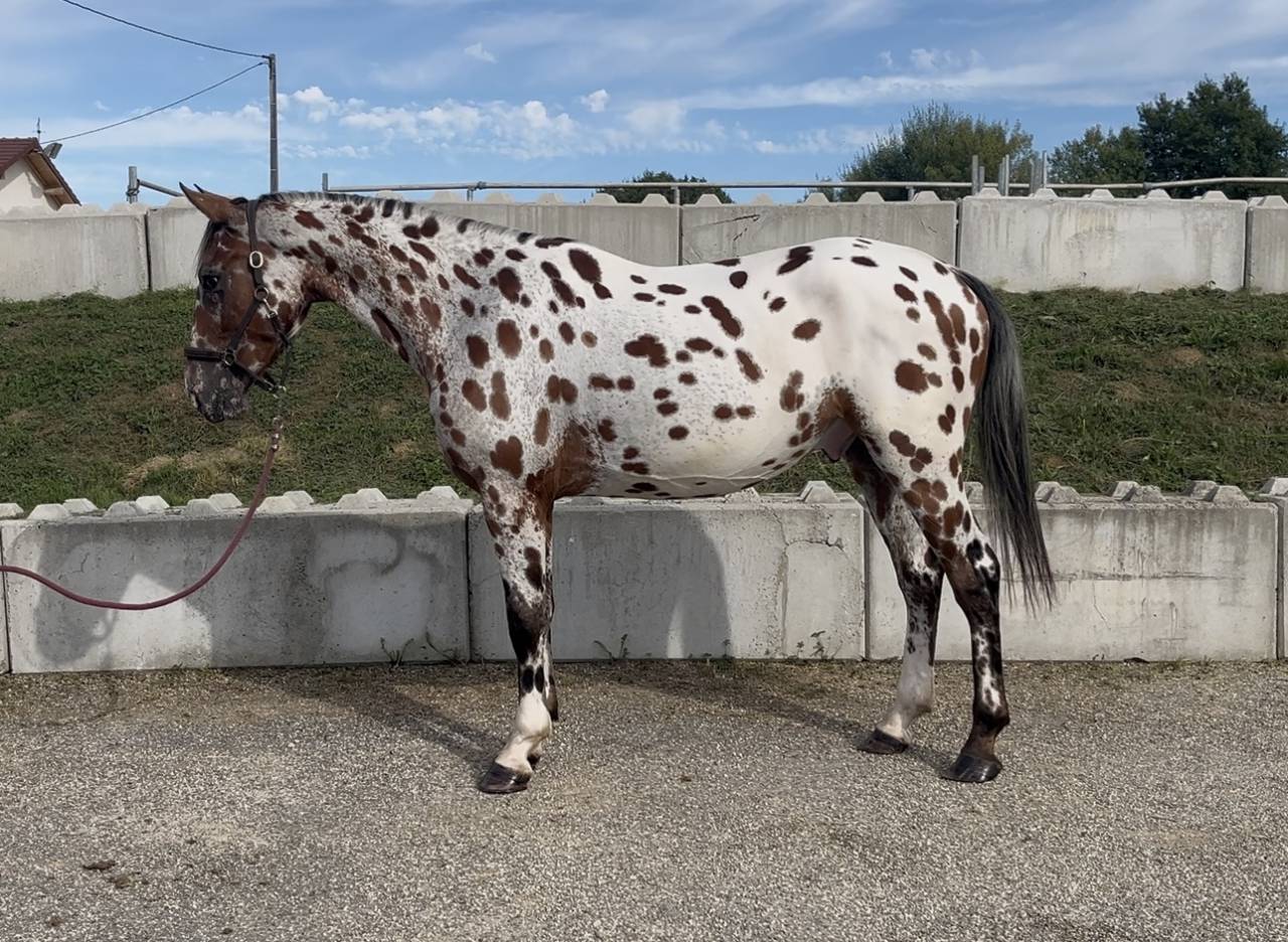 Gelding AES Anglo European Studbook For sale 2022 Appaloosa