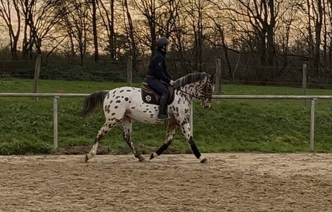Gelding AES Anglo European Studbook For sale 2022 Appaloosa
