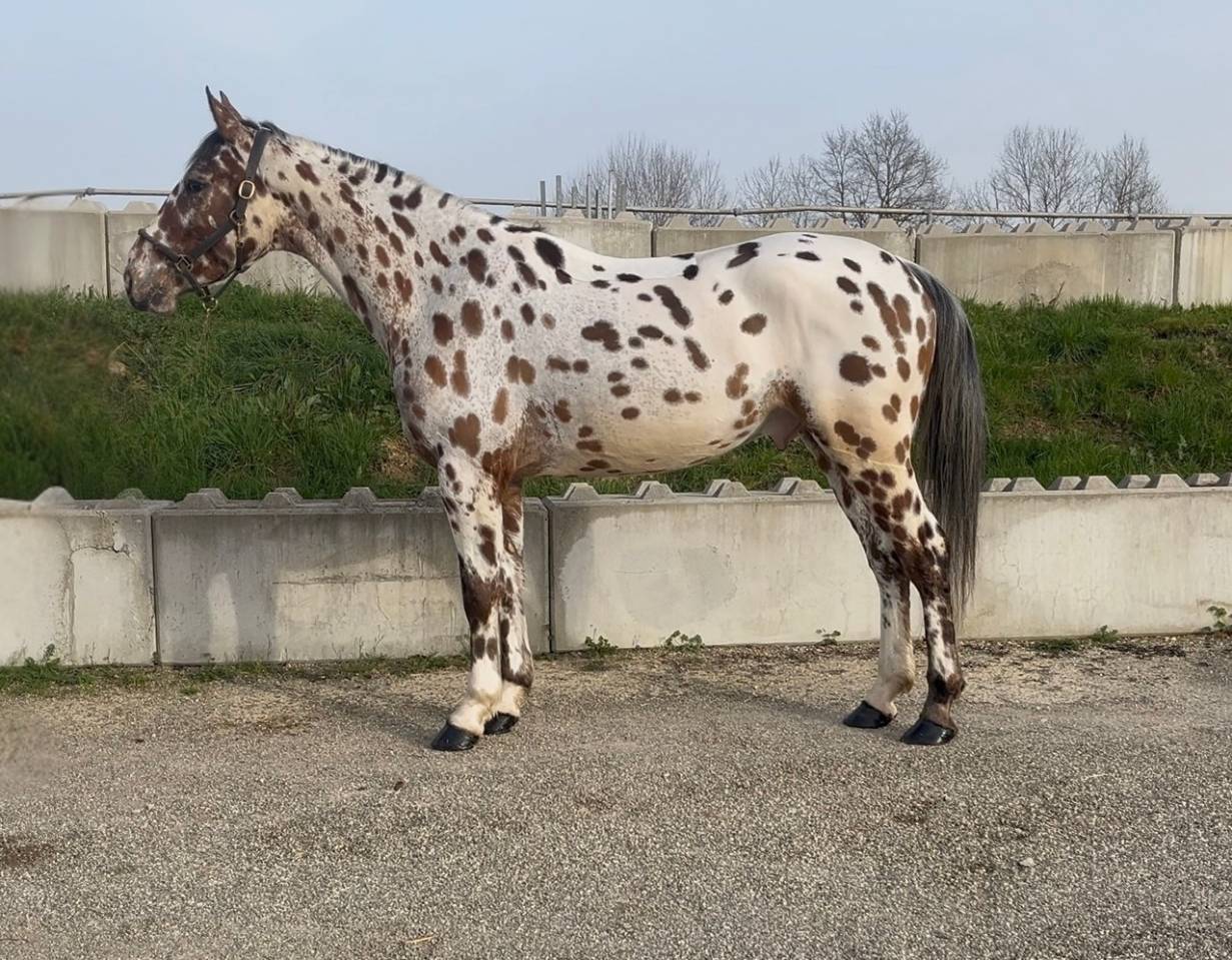 Gelding AES Anglo European Studbook For sale 2022 Appaloosa