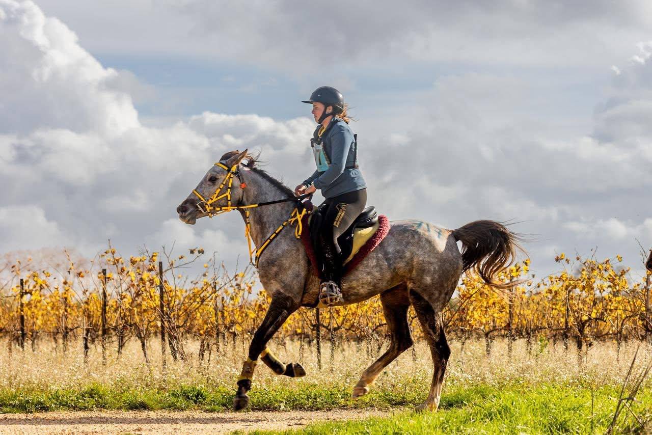 Mare Origin Recorded For sale 2020 Red roan