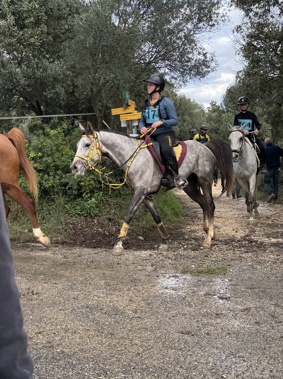 Mare Origin Recorded For sale 2020 Red roan