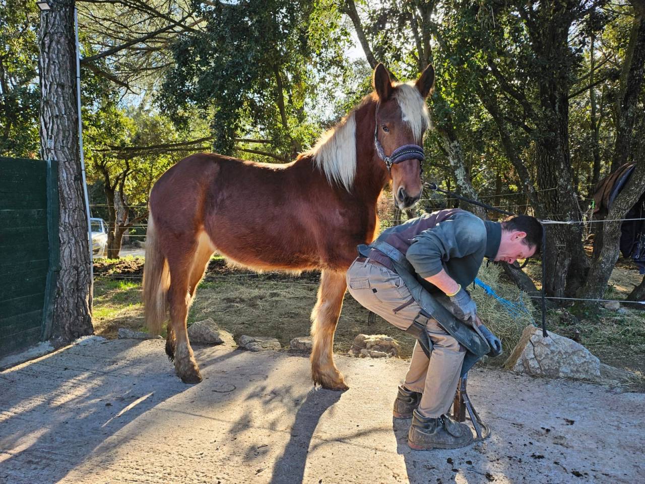 Mare No Origin Recorded For sale 2024 Chesnut