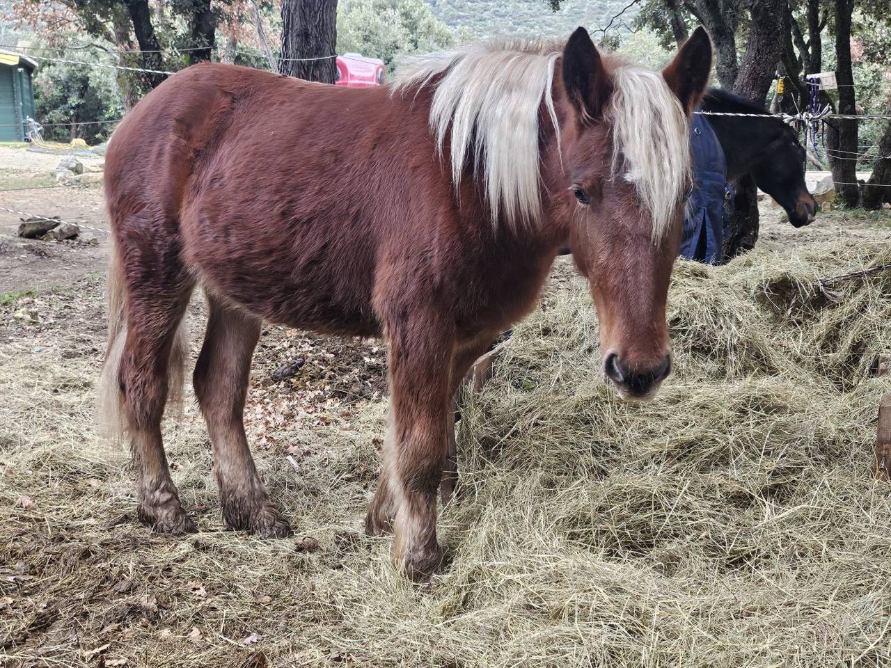Mare No Origin Recorded For sale 2024 Chesnut