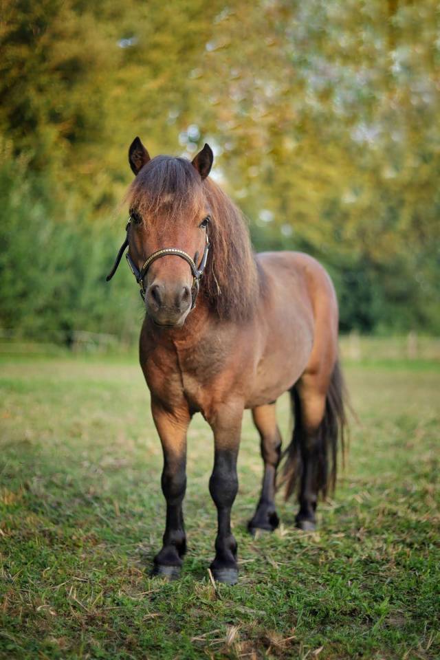 Stallion Shetland Pony For sale 2020 Bay