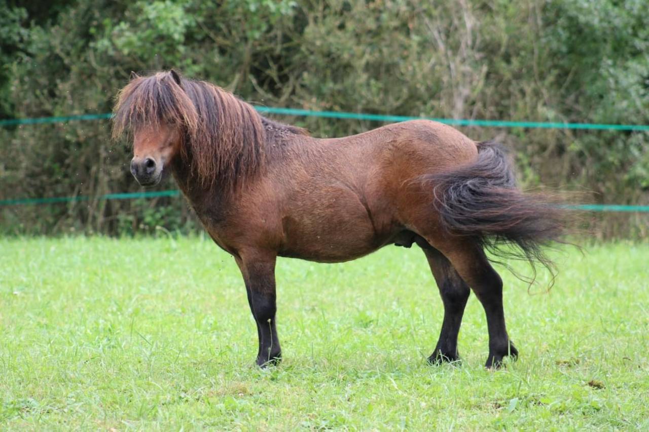 Stallion Shetland Pony For sale 2020 Bay