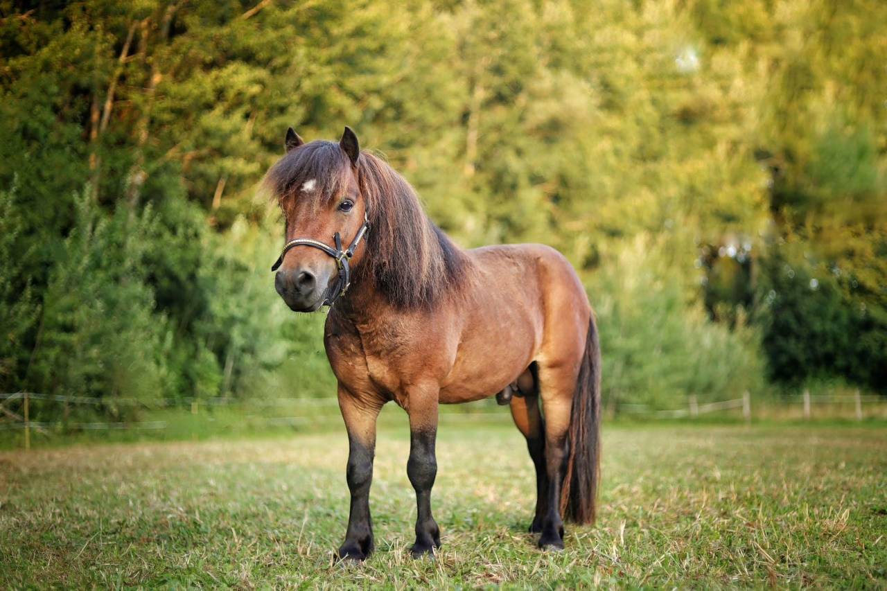 Stallion Shetland Pony For sale 2020 Bay