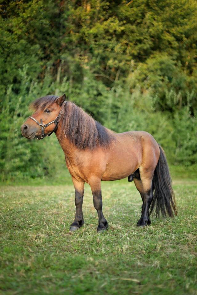Stallion Shetland Pony For sale 2020 Bay