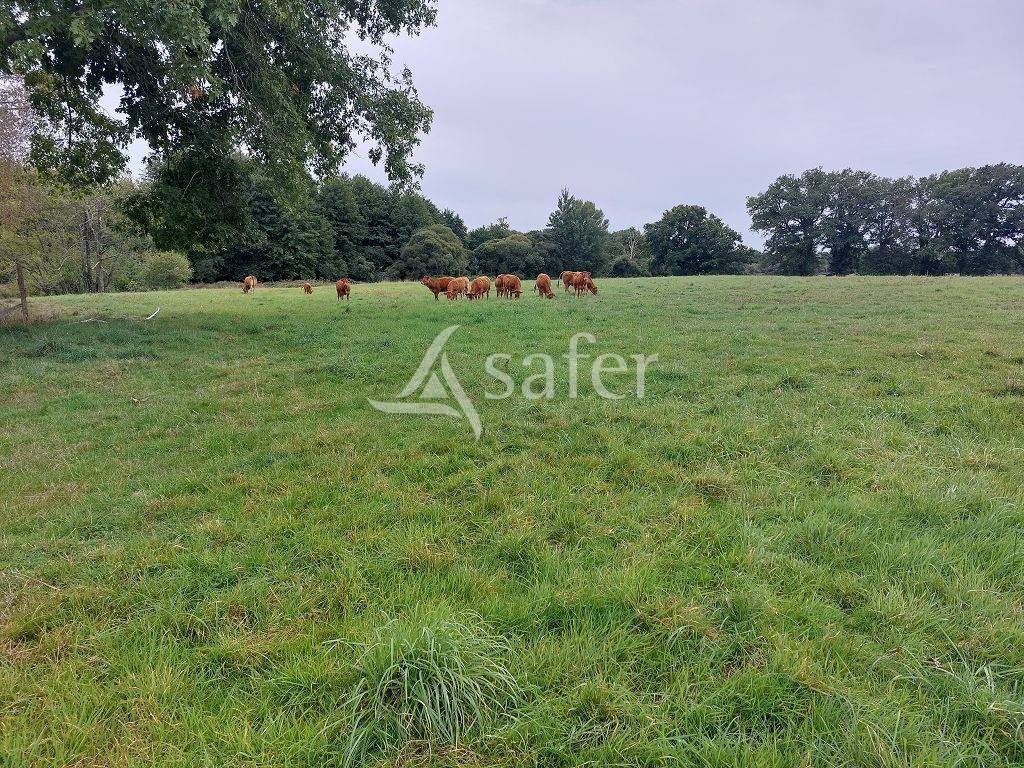 Sheep farm  Haute-Vienne