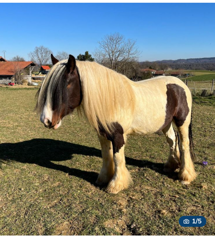 Gelding Irish Cob For sale 2018 Coloured