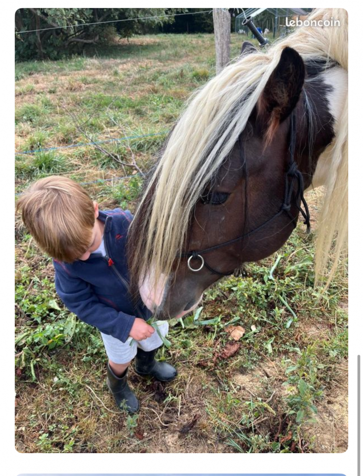 Gelding Irish Cob For sale 2018 Coloured