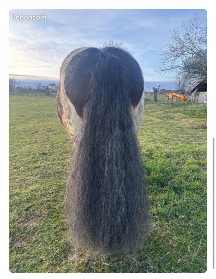 Gelding Irish Cob For sale 2018 Coloured