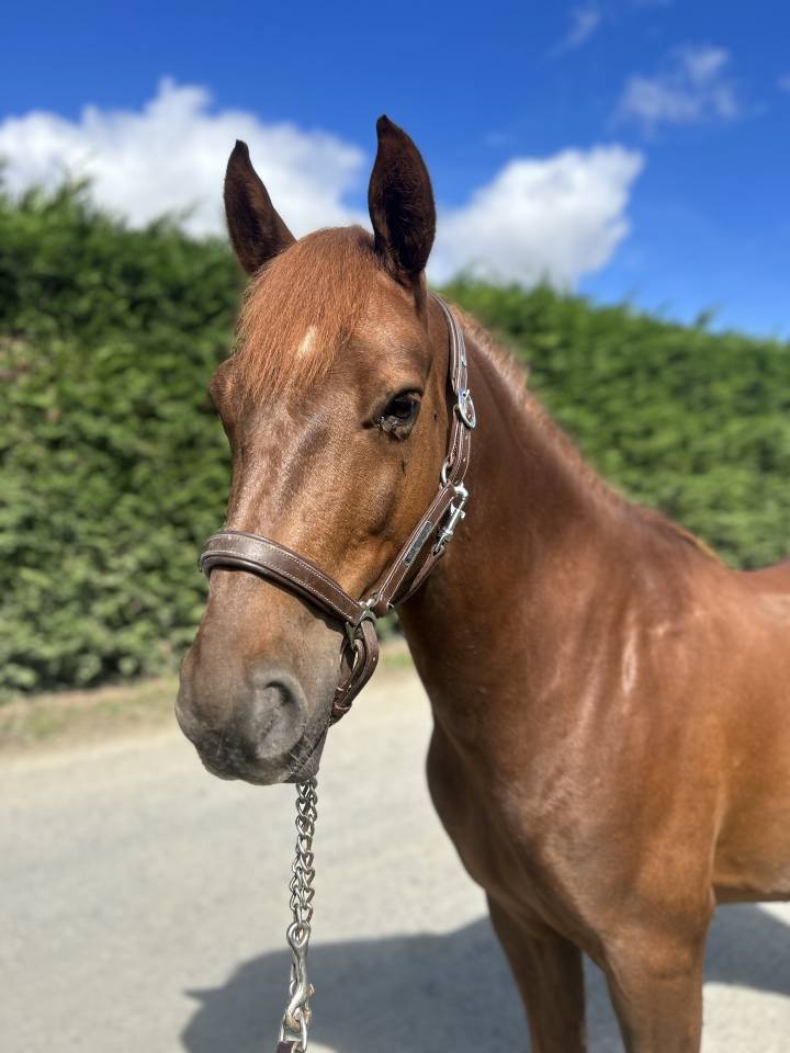 Gelding French Saddle Pony For sale 2019 Liver chestnut