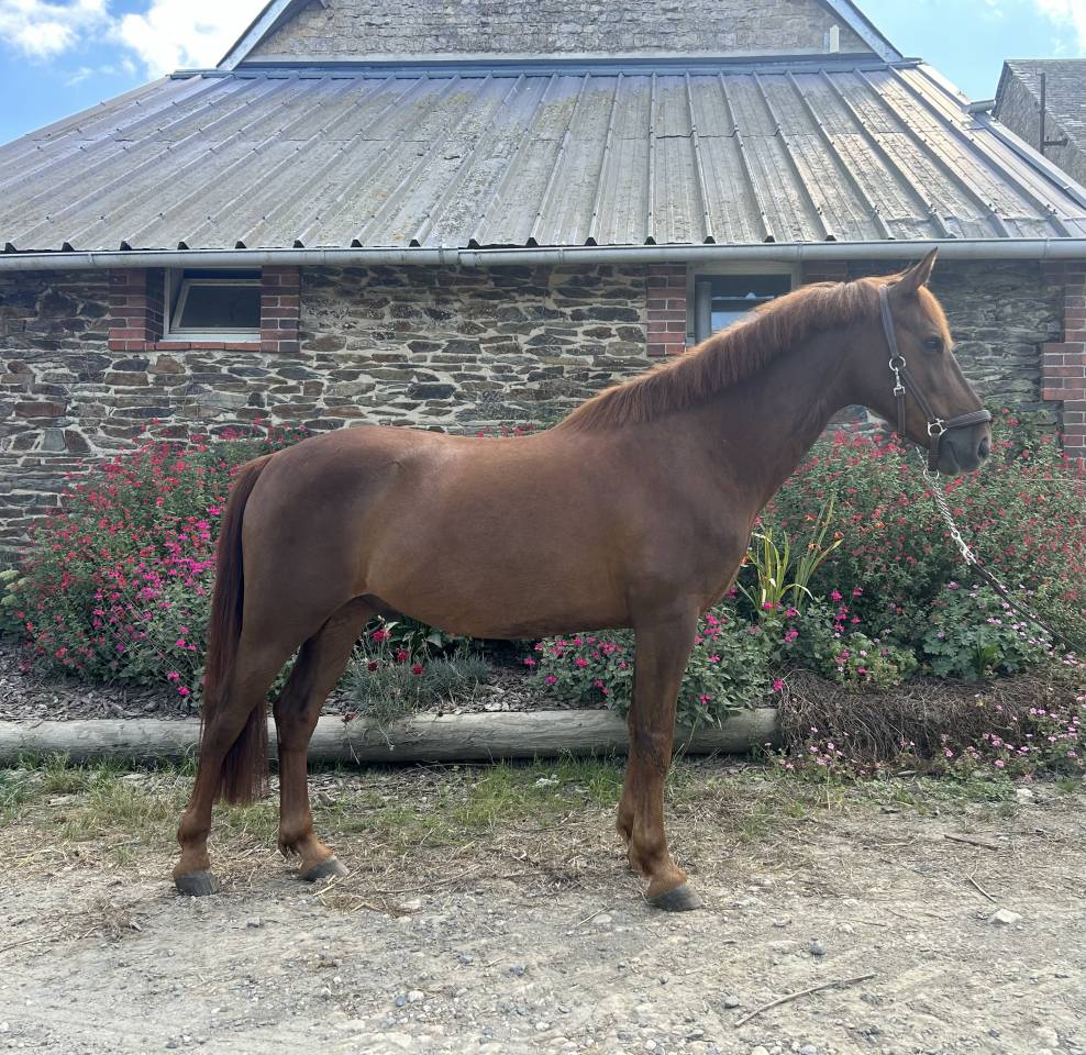 Gelding French Saddle Pony For sale 2019 Liver chestnut