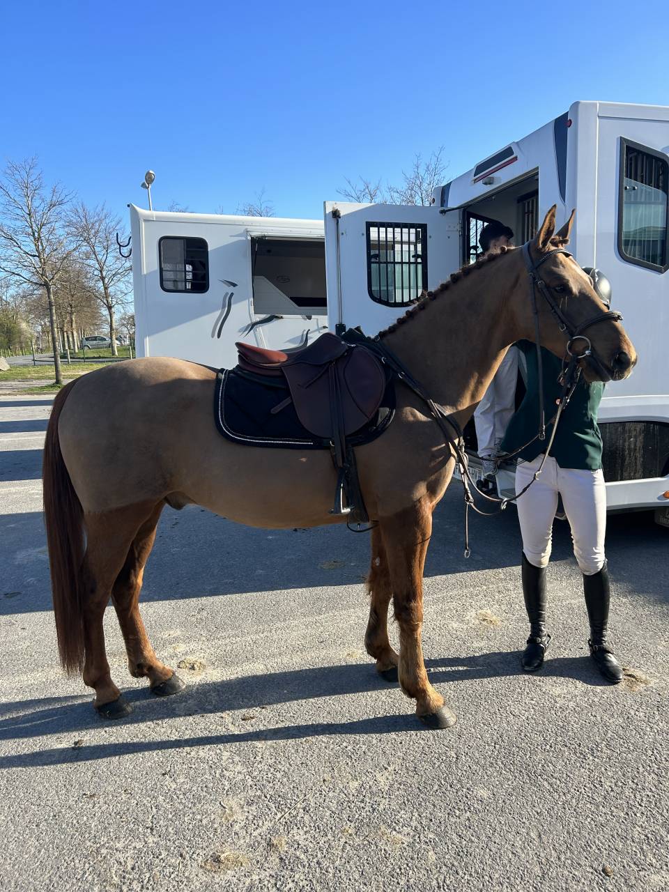 Gelding French Saddle Pony For sale 2019 Liver chestnut