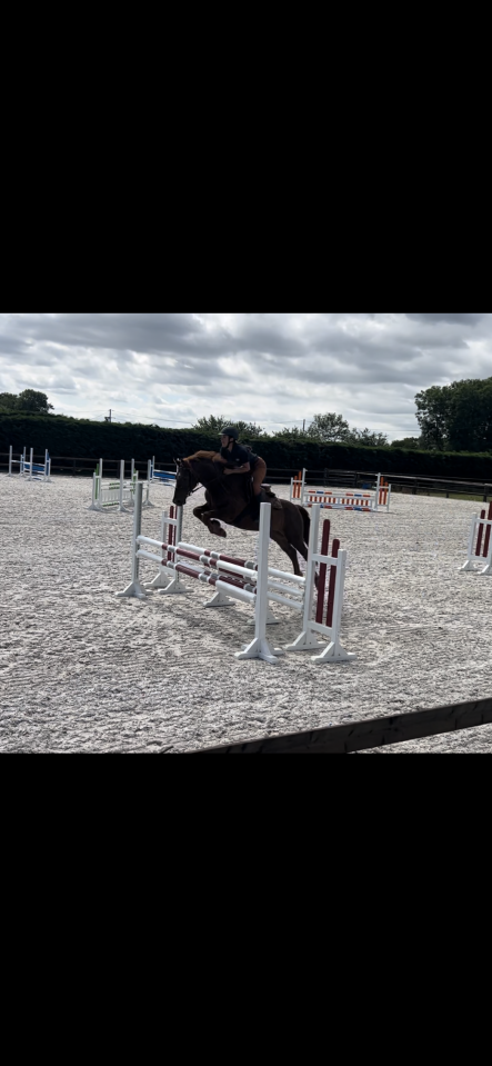 Gelding French Saddle Pony For sale 2019 Liver chestnut