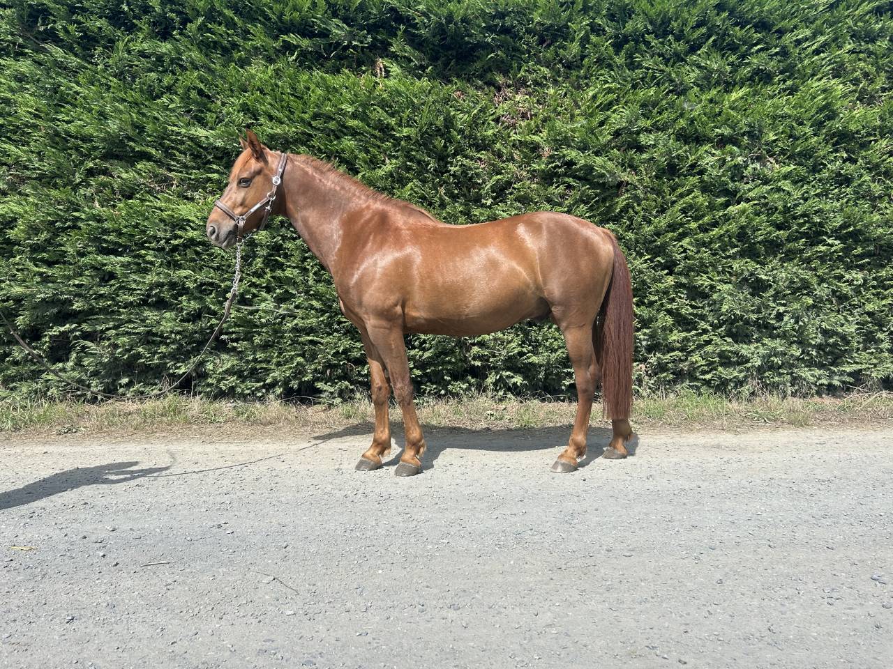Gelding French Saddle Pony For sale 2019 Liver chestnut