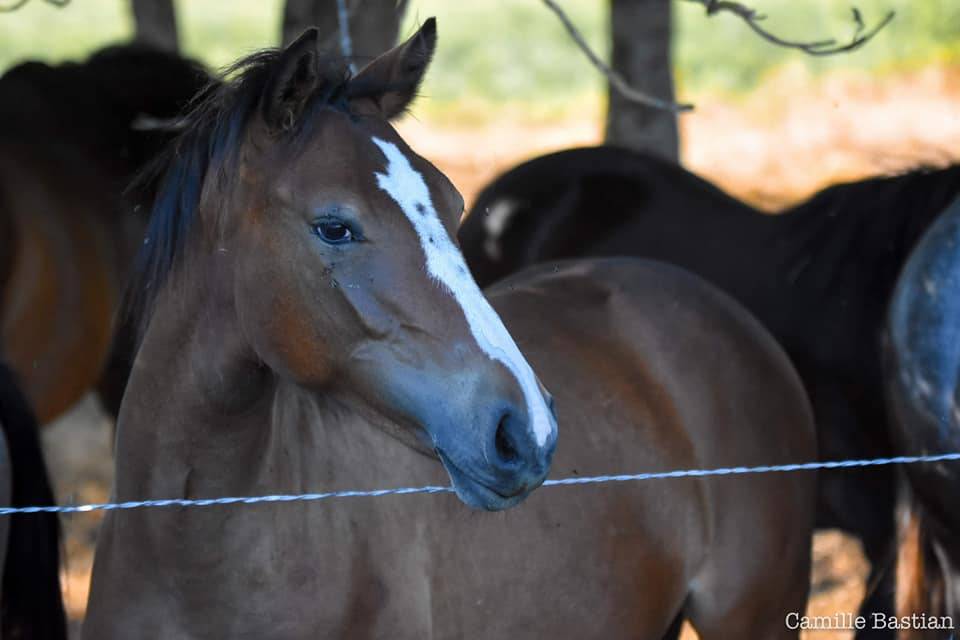 Mare French Saddle Pony For sale 2019 Bay