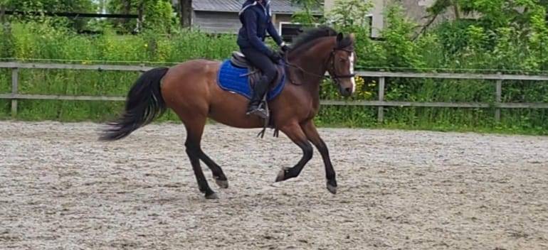 Mare French Saddle Pony For sale 2019 Bay