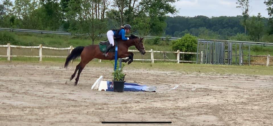 Mare French Saddle Pony For sale 2019 Bay