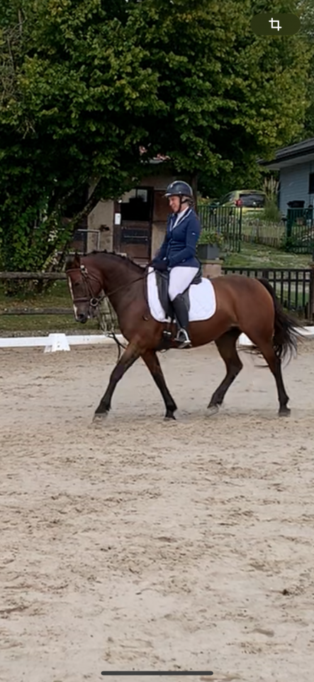 Mare French Saddle Pony For sale 2019 Bay