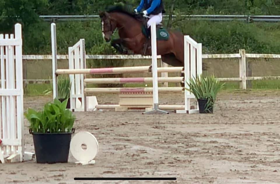 Mare French Saddle Pony For sale 2019 Bay