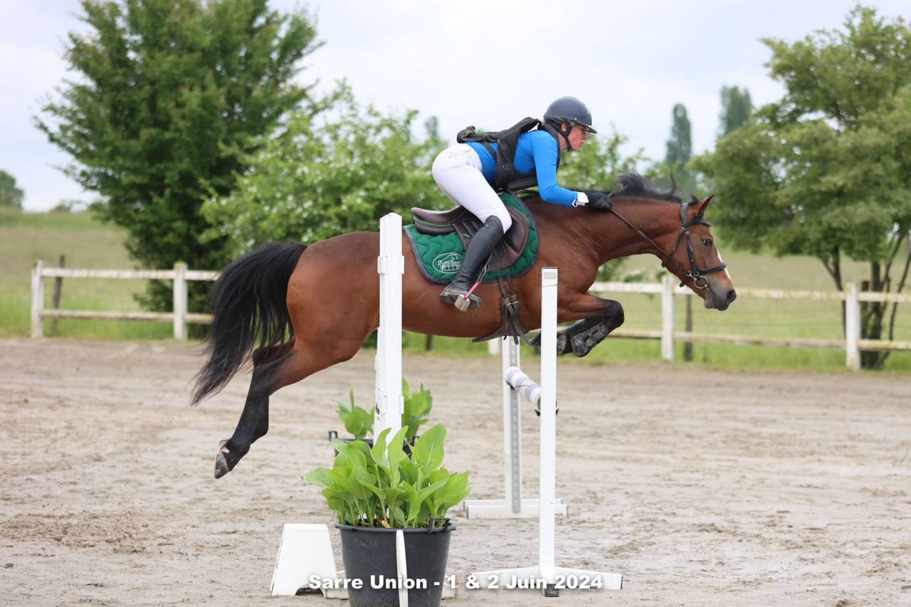 Mare French Saddle Pony For sale 2019 Bay