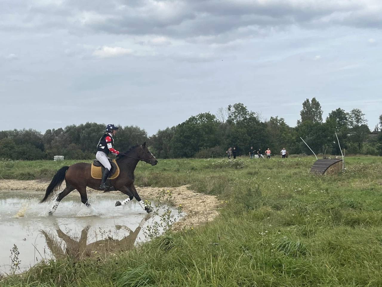 Mare French Saddle Pony For sale 2019 Bay