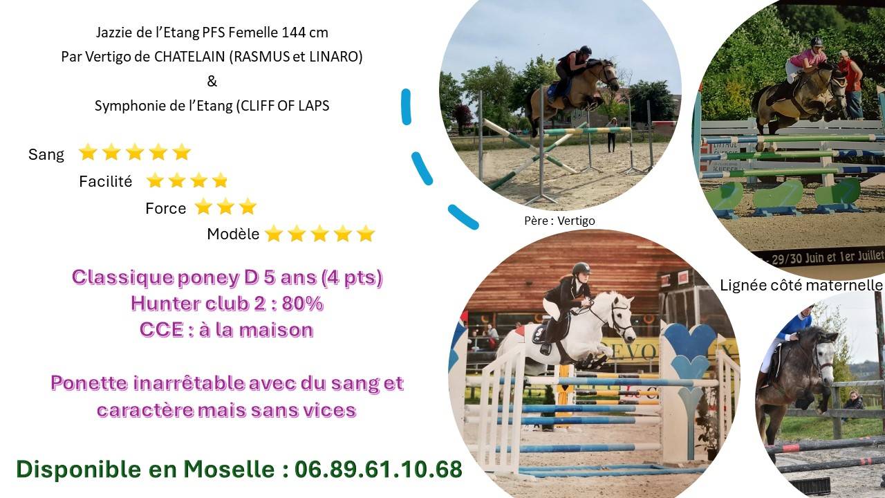 Mare French Saddle Pony For sale 2019 Bay