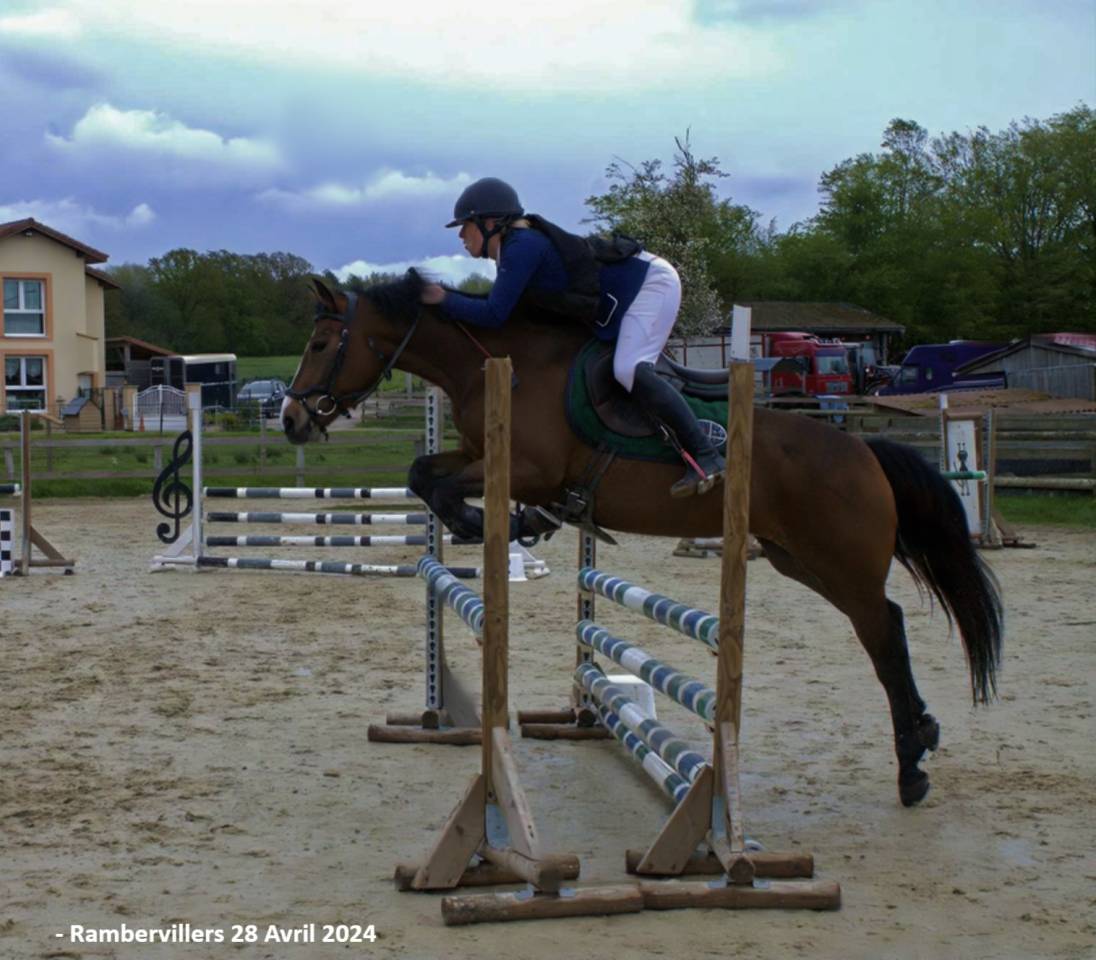 Mare French Saddle Pony For sale 2019 Bay