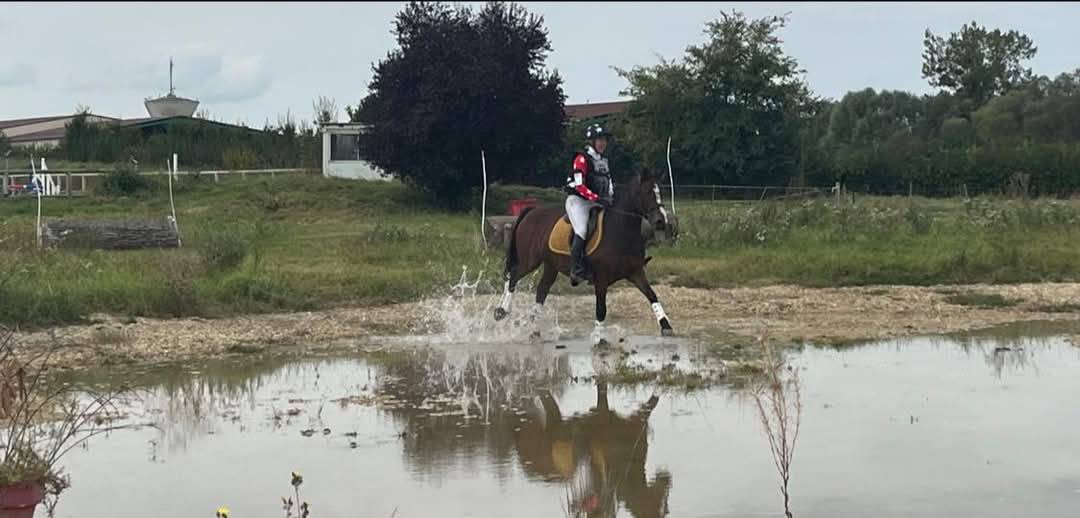 Mare French Saddle Pony For sale 2019 Bay