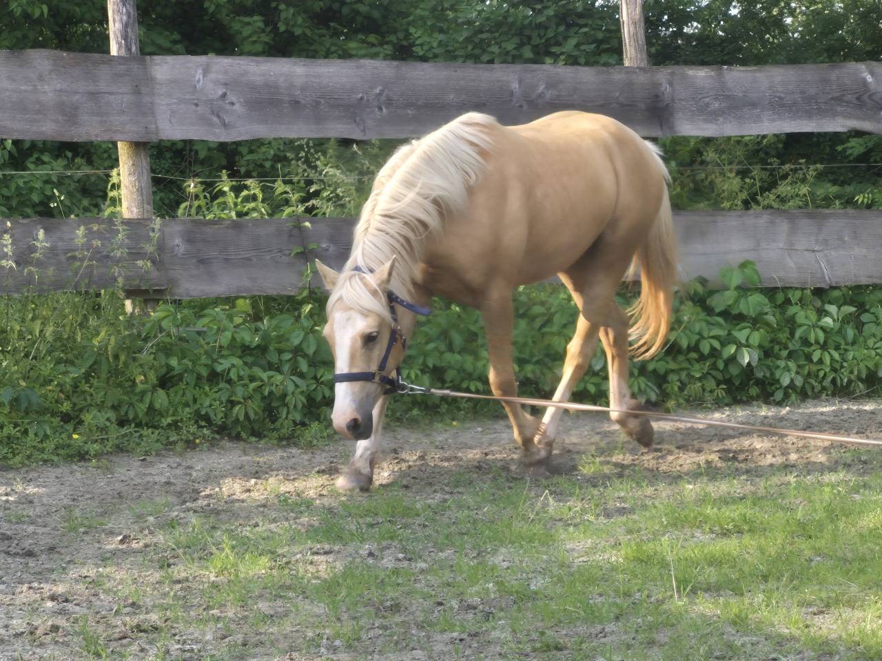 Gelding French Saddle Pony For sale 2022 Palomino