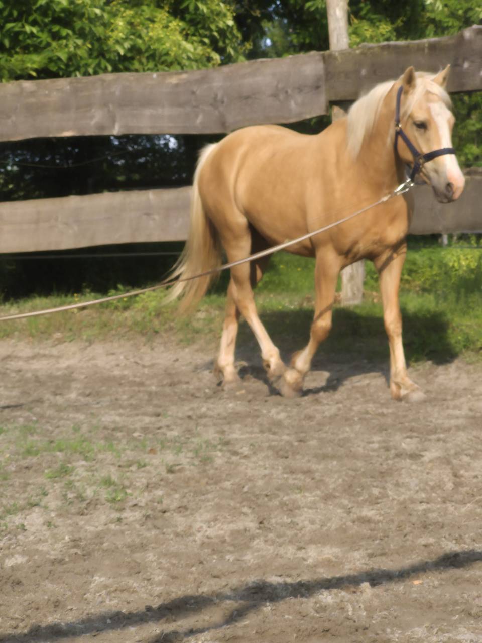 Gelding French Saddle Pony For sale 2022 Palomino