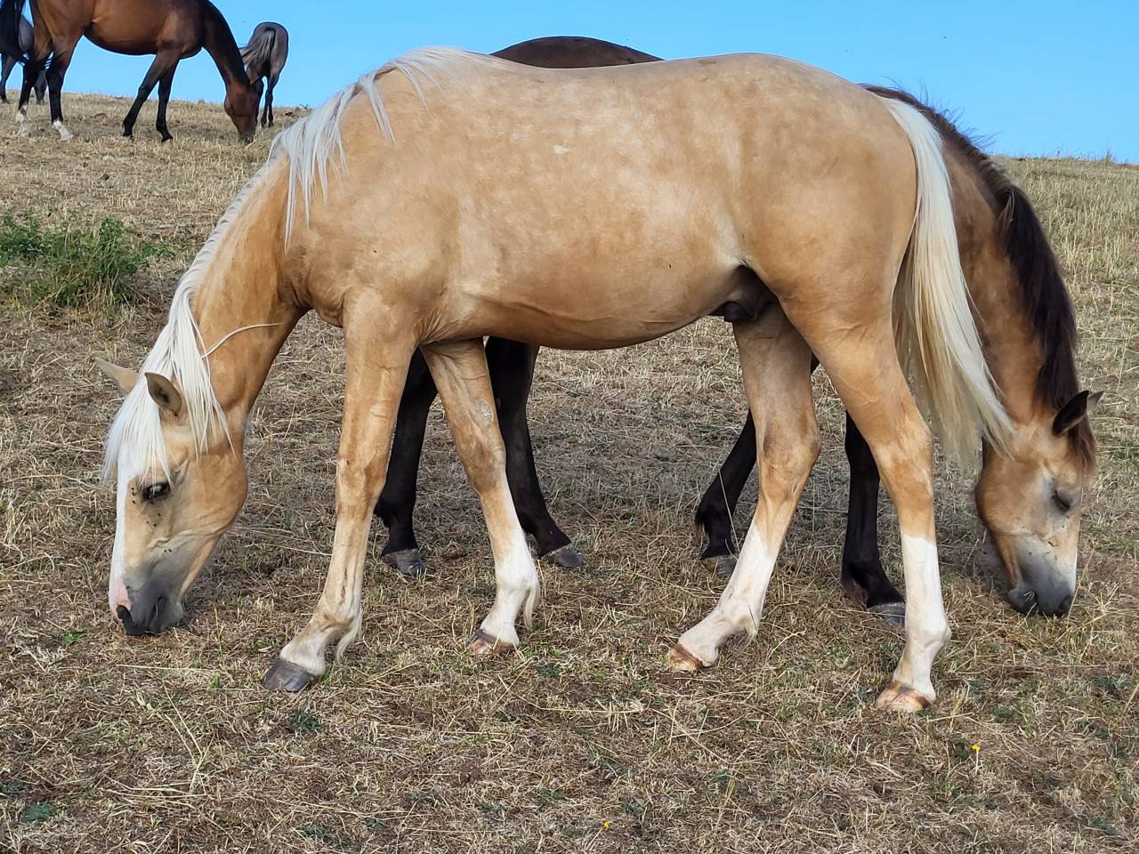 Gelding French Saddle Pony For sale 2022 Palomino