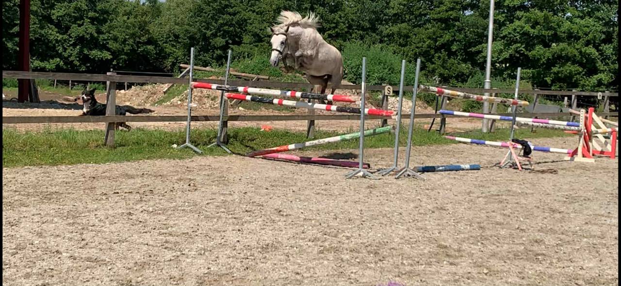 Gelding French Saddle Pony For sale 2022 Palomino