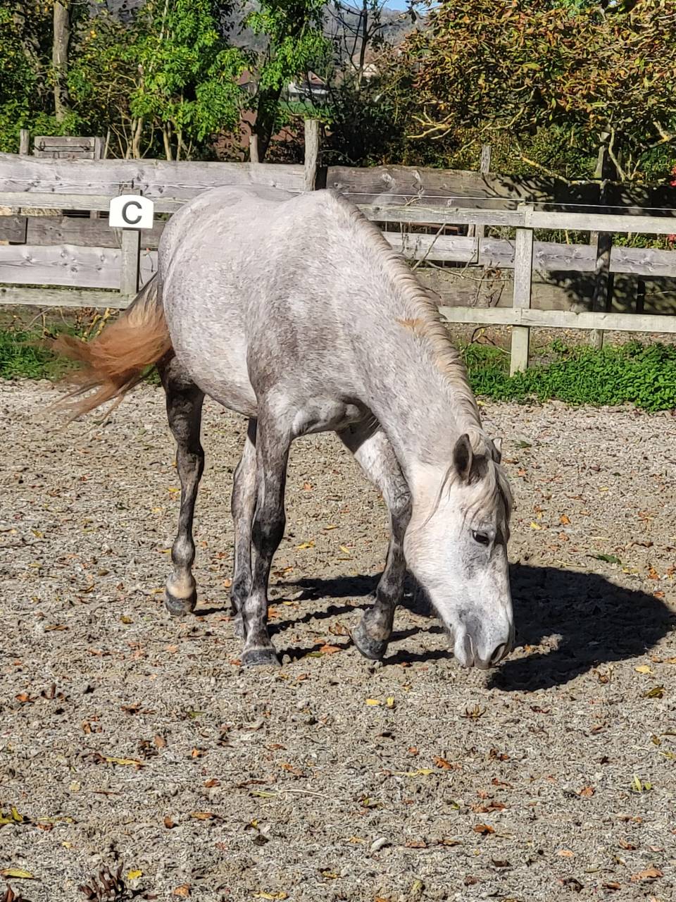 Gelding French Saddle Pony For sale 2022 Palomino