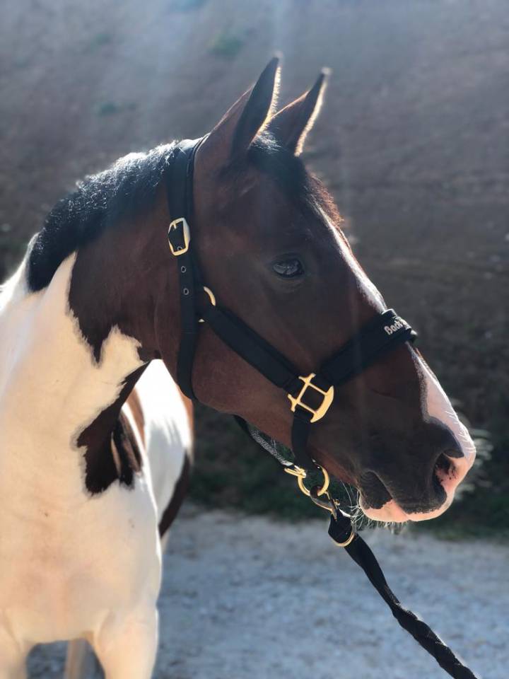 Mare Selle Fran&ccedil;ais For sale 2019 Coloured