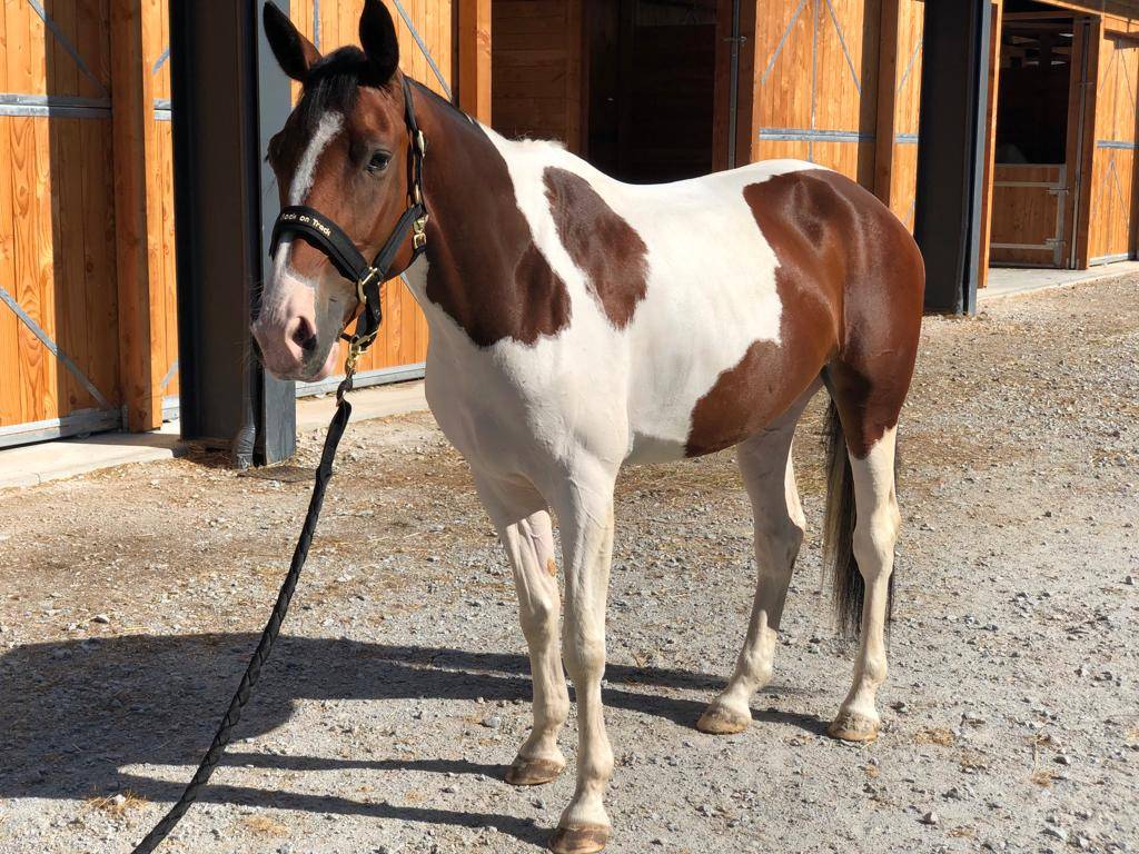 Mare Selle Fran&ccedil;ais For sale 2019 Coloured