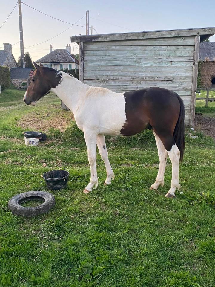 Colt Selle Fran&ccedil;ais For sale 2024 Coloured